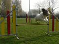 tundra saut 2.JPG